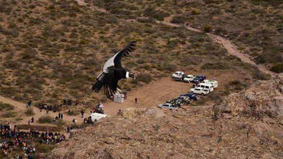 Advierten del riesgo de extinción de los cóndores de Somuncura