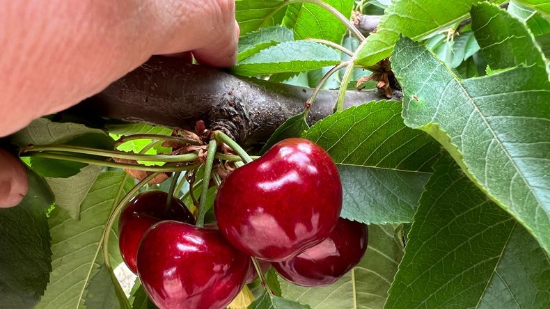 El ingreso de cerezas chilenas marcó un máximo histórico, con un salto interanual del 120% y un crecimiento del 360% frente al promedio de los últimos cinco años. | LMCipolletti.com El ingreso de cerezas chilenas marcó un máximo histórico, con un salto interanual del 120% y un crecimiento del 360% frente al promedio de los últimos cinco años.