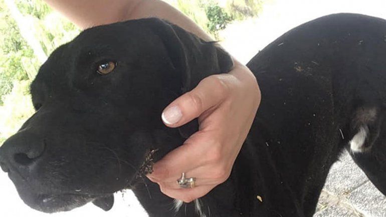 Vecinos enfrentados por perros sueltos en la calle
