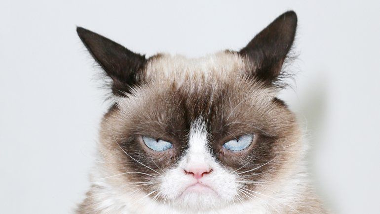 Grumpy Cat es la soberana del reinado gatuno en las redes.&nbsp;