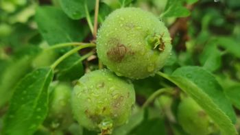 el granizo devasto a los productores de fruta: se perdio el 100% el granizo devasto a los productores de fruta: se perdio el 100%