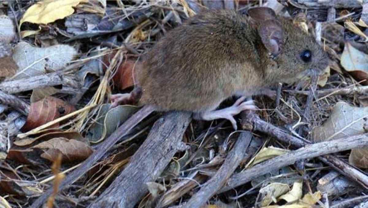 El roedor que transmite el&nbsp; hantavirus&nbsp; / Foto Archivo