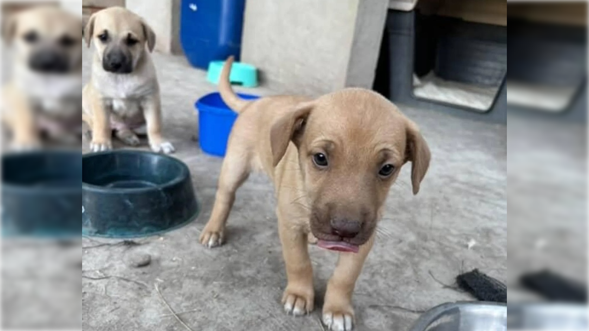 Desde la fundación destacaron la colaboración de los cipoleños para retomar las tareas. | LMCipolletti.com Desde la fundación destacaron la colaboración de los cipoleños para retomar las tareas.