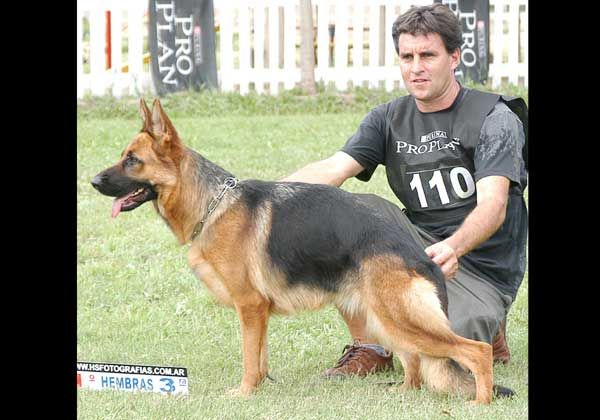 Ovejeros alemanes, en competencia