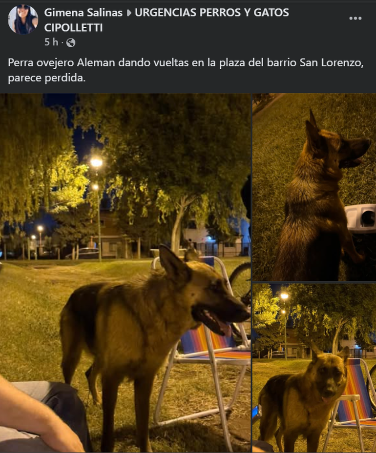 Perros asustados y con evidencia de tener due&ntilde;os, comenzaron a aparecer en plazas y sectores de la ciudad.