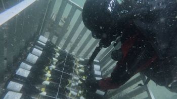 El fenómeno de los vinos rionegrinos no deja de sorprender.