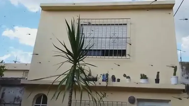 Las razones de la invasión de libélulas pueden ser una abundancia de alimento durante la etapa juvenil o la falta de especies depredadoras. 