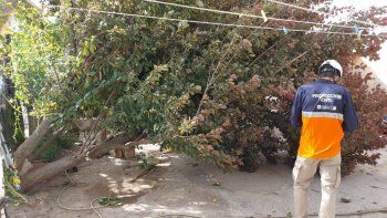 el viento tiro arboles y volo chapas en cipolletti el viento tiro arboles y volo chapas en cipolletti