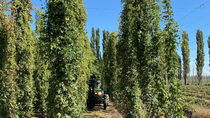 La chacra Fernández Oro produce lúpulo en 61 hectáreas.