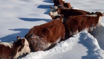 weretilneck reclamo ayuda para productores afectados por la nieve