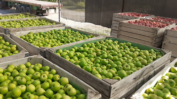 Una nueva oportunidad para los productores de Río Negro.