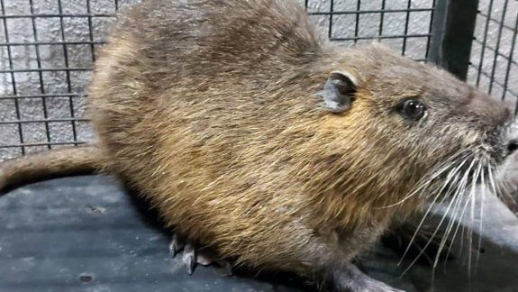 Visita inesperada: una nutria se metió a una casa del barrio Pacheco Bis