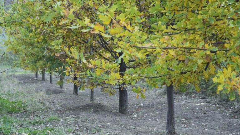 Carreras impulsa tres leyes para hacerle frente al cambio climático