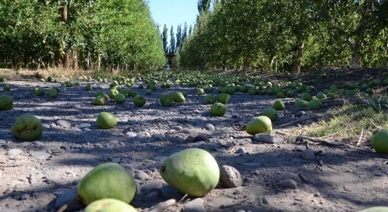 Clima, volumen y sobre todo la macroeconomía impactan en el destino de la fruta. Este año, nuevamente, predominó la industria.