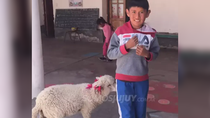 un nene fue a la escuela con su oveja para no dejarla sola en su casa