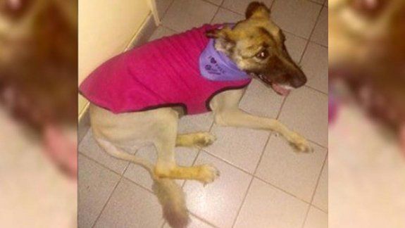 Una familia denunció que le envenenaron a su perra
