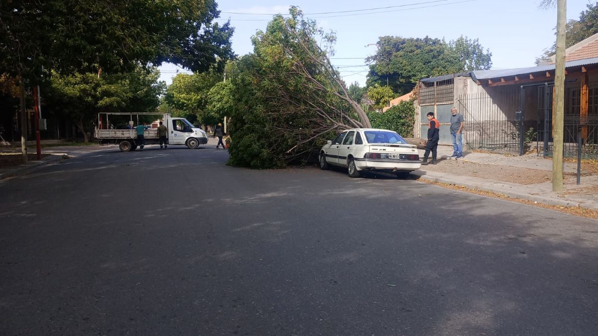 Temporal de viento en el Alto Valle: árboles caídos y cortes de luz