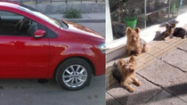 salia del garage y le robaron el auto con los tres perros adentro