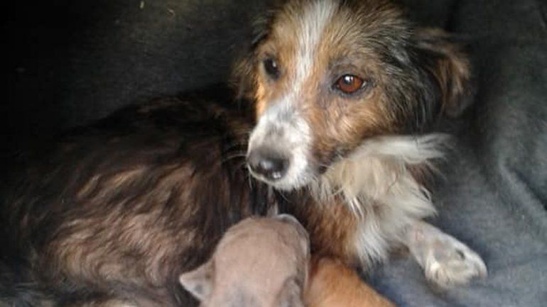 La perra con su cachorrito