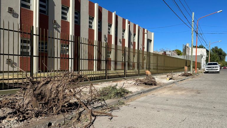 Una iglesia taló 12 árboles sin permiso del Municipio