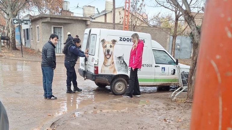 El área de zoonosis municipal, confirmó que realizaron un acta contravencional hacia la dueña de los perros por infringir la ordenanza.
