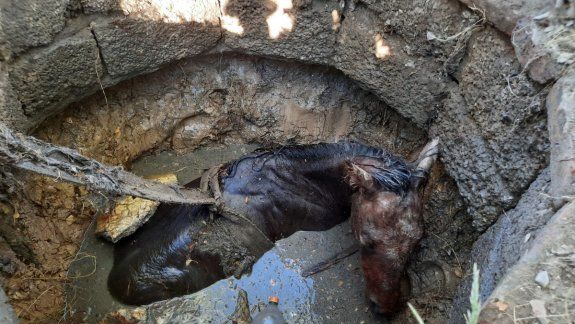 Rescataron a un potrillo que cayó a un pozo ciego