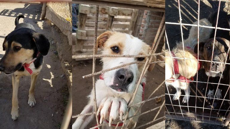 El drama de los perros rescatados en Balsa Las Perlas