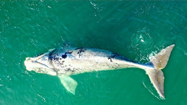 Una ballena pseudo albina pasó por Las Grutas y sorprendió a todos
