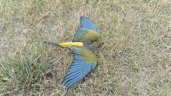 Mueren al costado de la ruta, en las playas y sobre los acantilados Mueren al costado de la ruta, en las playas y sobre los acantilados