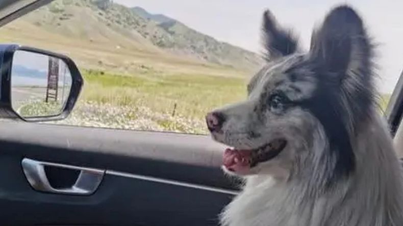 Un perro influencer fue robado y comido tras ser vendido a un restaurante en China.