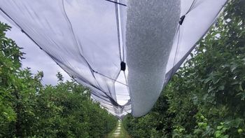 Granizo inusual y daños: El fenómeno climático afectó a 2.400 hectáreas y 120 chacareros; se estima un daño promedio del 60% en la producción.