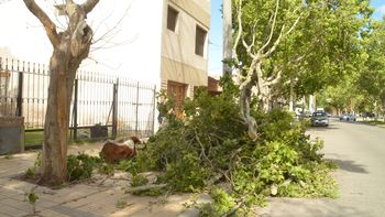 Uno de los árboles caídos por el temporal de viento. Foto Antonio Spagnuolo.