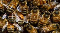 abejas africanas mataron a seis personas en nicaragua