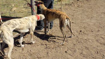 desarticulan banda que organizaba carreras de galgos en rio negro