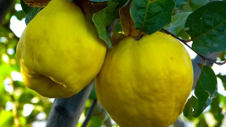El membrillo resurge en la Patagonia: ¿La fruta olvidada que puede salvar a los pequeños productores?