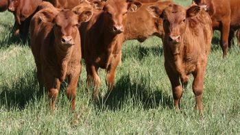 Con apenas 346.426 cabezas trasladadas, la salida de terneros fue casi 50% menor interanual y enciende alertas sobre la disponibilidad para la zafra. | LMCipolletti.com Con apenas 346.426 cabezas trasladadas, la salida de terneros fue casi 50% menor interanual y enciende alertas sobre la disponibilidad para la zafra.