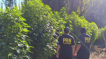 El allanamiento en una vivienda rural de Campo Grande descubrió un cultivo de grandes dimensiones con 70 plantas de marihuana, algunas de ellas con una altura que superaba los cuatro metros.&nbsp;