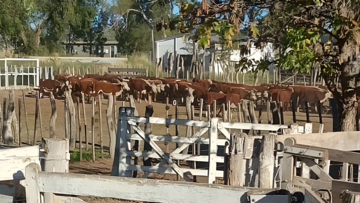 Un total de 127 vacas secuestraron en el operativo: 57 no tenían marca identificatoriay las&nbsp;las otras 70 presentaban distintas marcas.&nbsp;