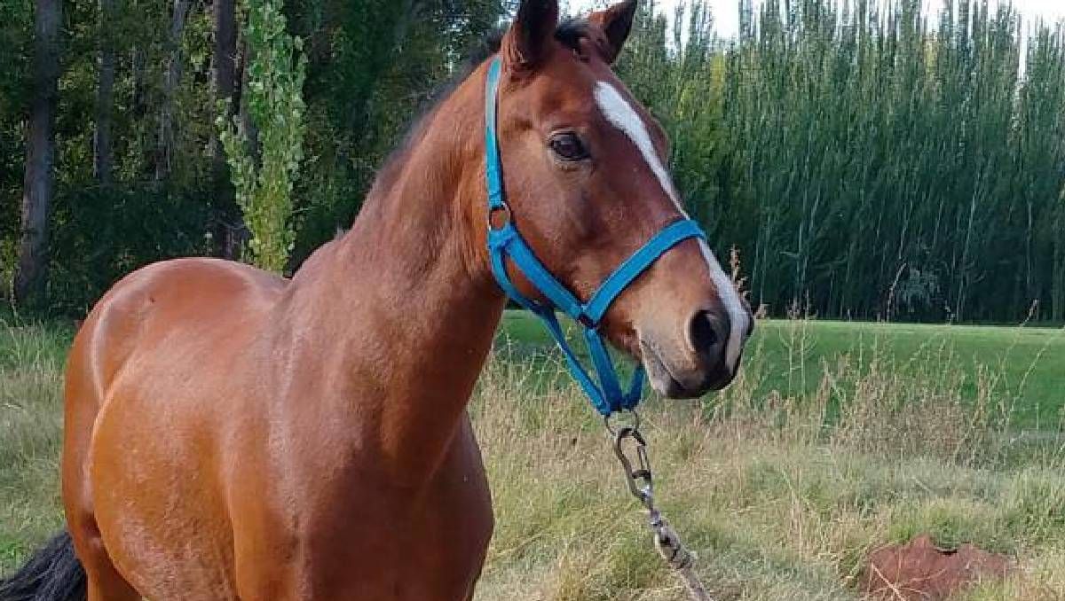 Lorenzo, el caballo que fue robado y faenado en la zona rural de Roca.