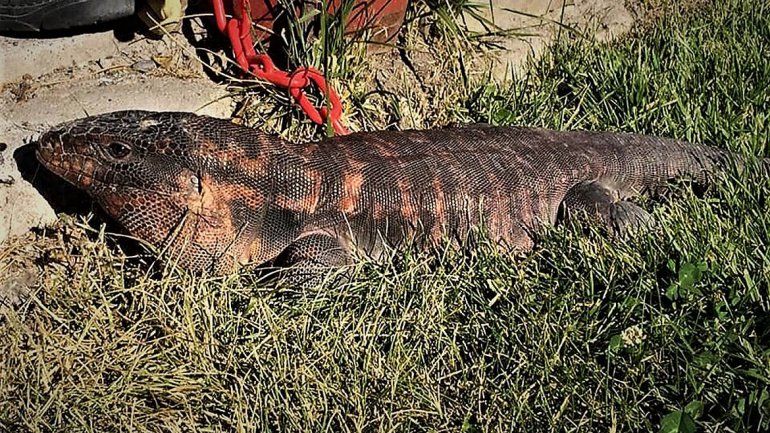 Apareció un lagarto colorado en el DVN y causó pánico entre los vecinos