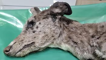 Uno de los perros secuestrados en la Isla Jordán, muestra el mal estado de salud en que se encontraba. La mujer que lo tenía a cargo fue imputada por maltrato animal. Uno de los perros secuestrados en la Isla Jordán, muestra el mal estado de salud en que se encontraba. La mujer que lo tenía a cargo fue imputada por maltrato animal.
