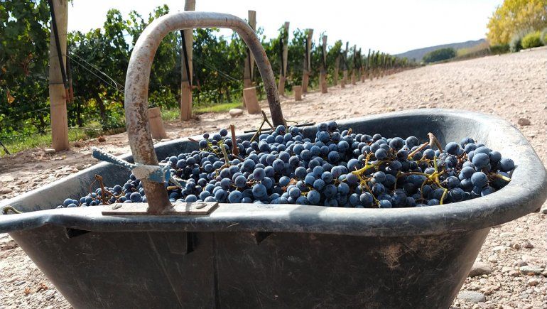 La industria del vino paralizada ante el impacto del Covid-19