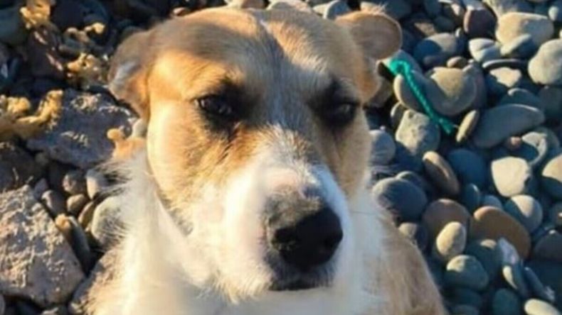 Sorprendente denuncia de los cuidadores de Perejil, el perro acusado de matar a una nena en una playa.