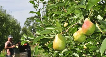 Lo fuerte de la cosecha de pera comienza esta semana, con la variedad Williams.