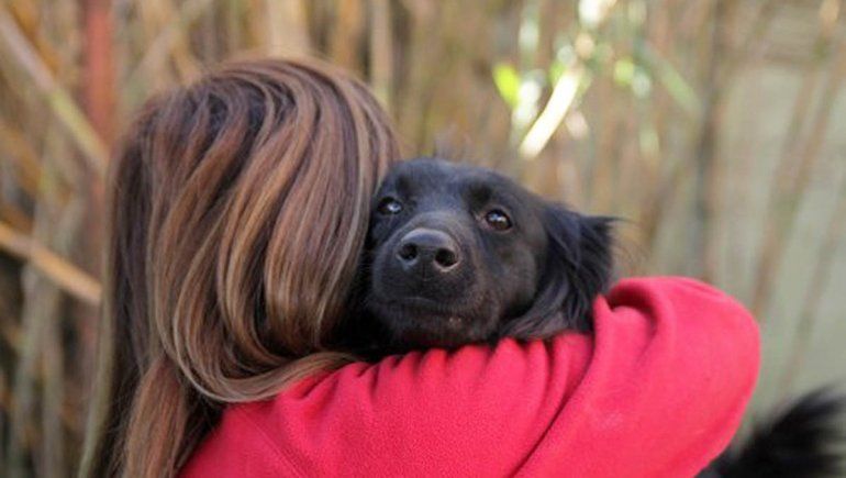 El Ministerio Público Fiscal evalúa crear la App para denunciar maltrato animal