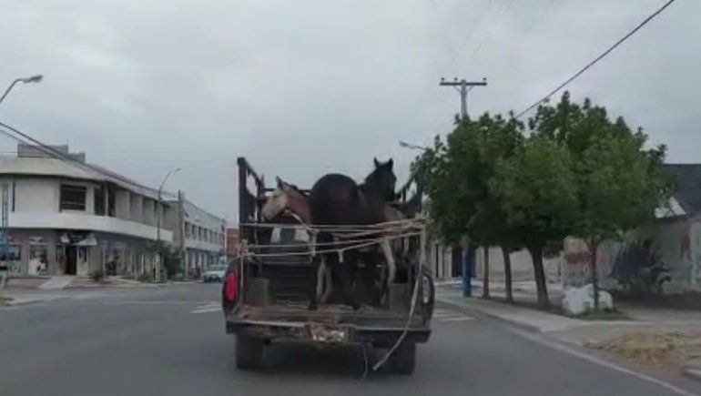 Trasladó a sus caballos en un flete en la desesperación por salvarlos