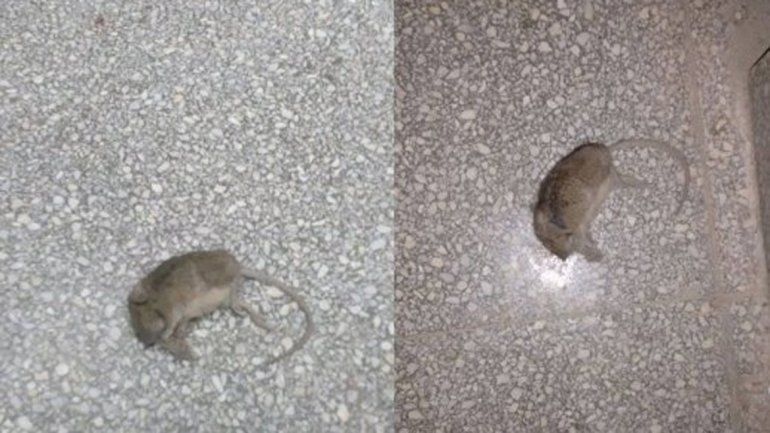 Las ratas aparecieron en los edificios escolares del barrio San Lorenzo.