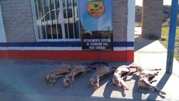 se preparaba para festejar navidad y le decomisaron cinco chivitos