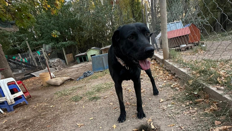 FUNPABIA recibe a diario perros rescatados que quedan en proceso de adopción, aunque el espacio presenta dificultades.