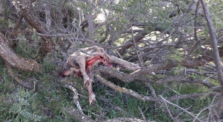 Fueron a robar animales a la estancia El Cóndor con sus pequeños hijos y los atraparon